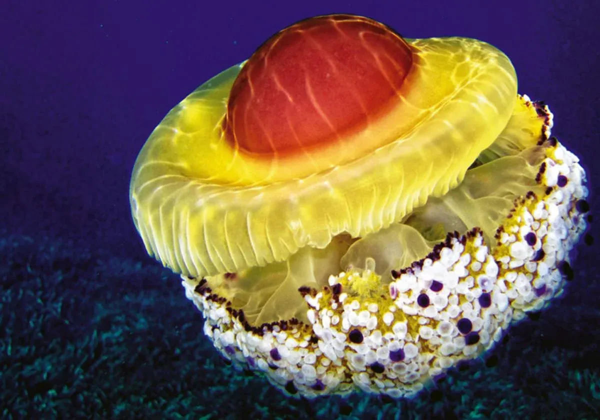 A fried egg jellyfish during the 2025 bloom.